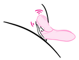 how to use Sakura G-Tapping Sucking Licking Vibrating Dildo (4-in-1) 1