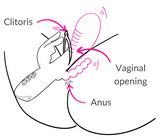 how to use Xena 3-in-1 Anal Rabbit Dildo 1