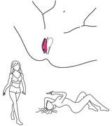 how to use Lovense Flexer App-Controlled Panties Vibrator