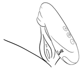 how to use Mystiva Travel Mini Clit Sucker