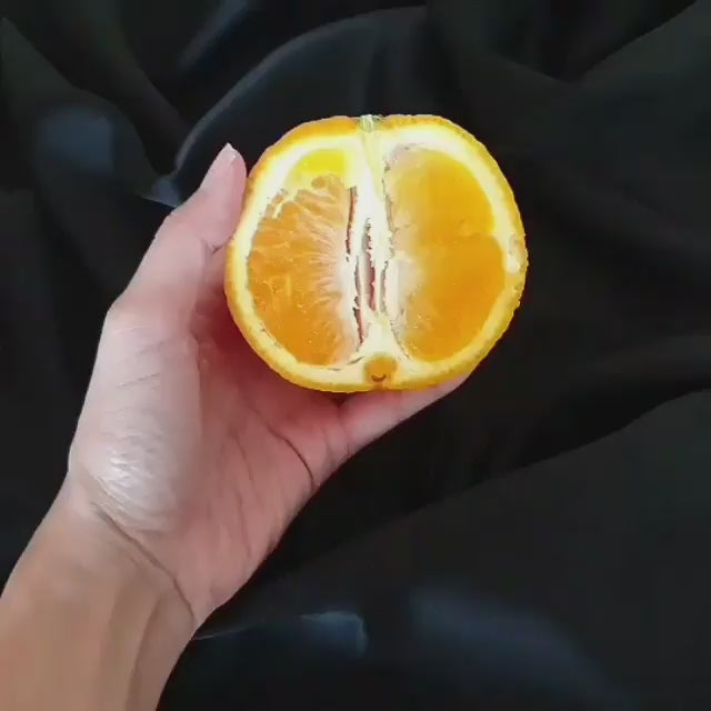 polly clit sucker video